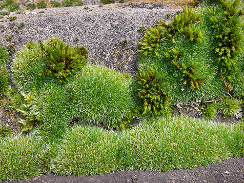 moss garden on a tombstone, Bay View Cemetery, Skagit County, Washington