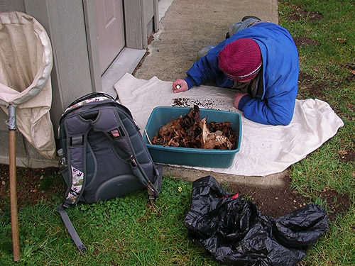 Rod Crawford sifting litter, Bay View Cemetery, Skagit County, Washington