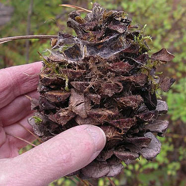 pine cone with web of hobo spider Tegenaria agrestis, Bear Lake Park, Spokane County, Washington