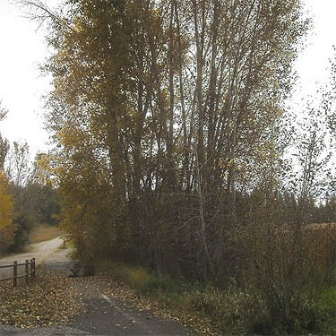 spinney of cottonwood trees, Bear Lake Park, Spokane County, Washington