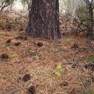Pine cones ready to sample for spiders, Bear Mountain, near Chelan, Washington