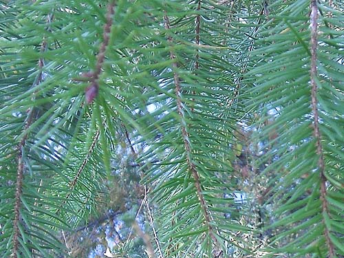 Douglas-fir foliage Pseudotsuga menziesii, Bear Mountain, near Chelan, Washington
