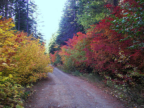 roadside fall colors, South Fork Beaver Creek spider site, Chelan County, Washington