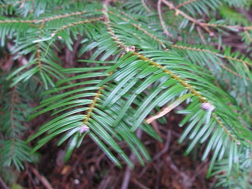 grand fir Abies grandis foliage, South Fork Beaver Creek spider site, Chelan County, Washington