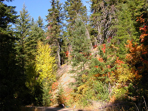 fall colors under blue sky, South Fork Beaver Creek spider site, Chelan County, Washington