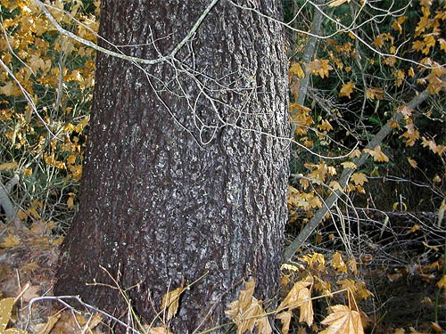 black cottonwood trunk Populus trichocarpa, Blackpine Campground, Chelan County, Washington