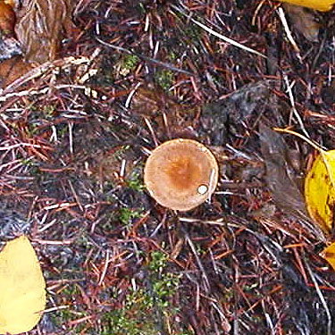 mushroom in forest, near Blackpine Campground, Chelan County, Washington