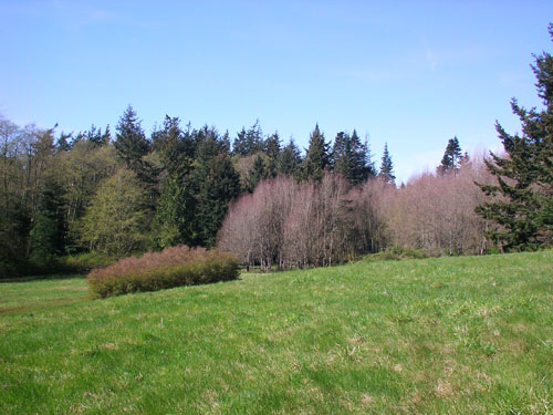 big meadow at Burnett Property, Blizard Road, NW Lummi Island, Whatcom County, Washington