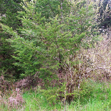 Douglas-fir foliage, clearing north of Brim Creek near Vader, Lewis County, Washington