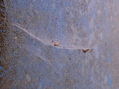 web of linyphiid spider Neriene digna on gate, Brim Creek near Vader, Lewis County, Washington