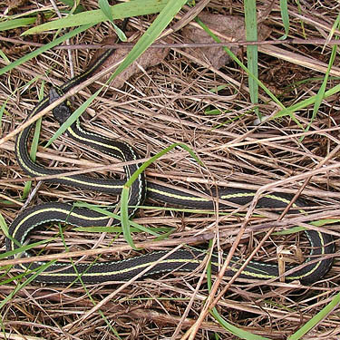 Garter snake in clearing north of Brim Creek near Vader, Lewis County, Washington