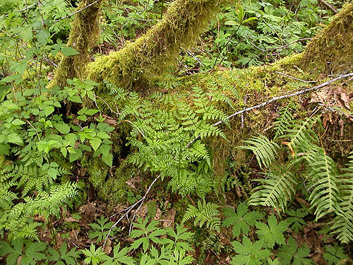 moss-draped branches, Brim Creek near Vader, Lewis County, Washington