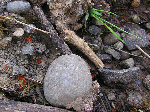 roadside stones spider habitat, Brim Creek near Vader, Lewis County, Washington