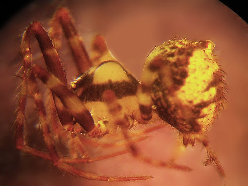 female pirate spider Ero canionis, E of Lake Cavanaugh, Skagit County, Washington