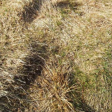 matted last year's grass in clearcut, E of Lake Cavanaugh, Skagit County, Washington