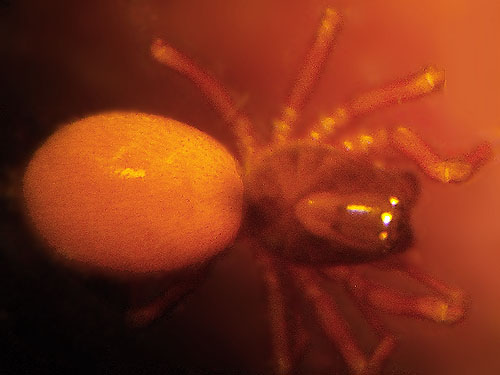 microspider Linyphiidae Ceratinops inflatus from moss, E of Lake Cavanaugh, Skagit County, Washington