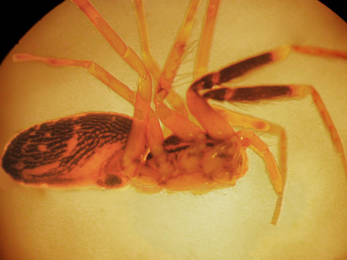 female spider Phrurotimpus borealis from leaf litter, China Lake Park, Tacoma, Washington