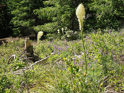 beargrass in forest opening, Cole Creek, south of Easton, Kittitas County, Washington