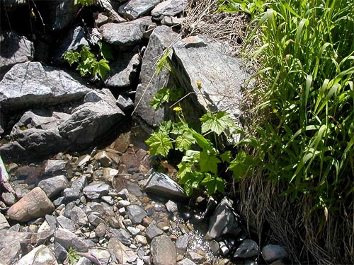 small brook in steep meadow, Stave Creek 1.1 miles above Cooper River, Kittitas County, Washington