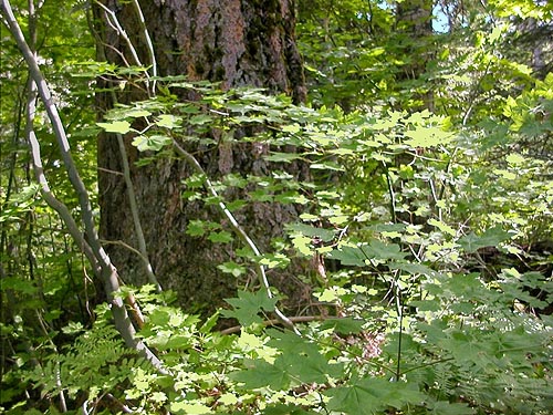 old growth western hemlock tree, Cooper River/Cooper Lake bridge area, Kittitas County, Washington