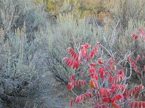 sagebrush along Cowiche Canyon Trail, Yakima County, Washington