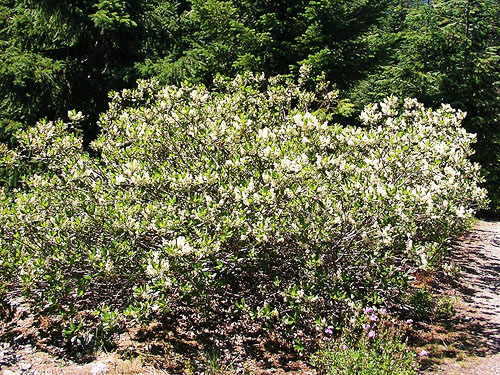 Ceanothus velutinus shrub, Cooper Pass, Kittitas County, Washington