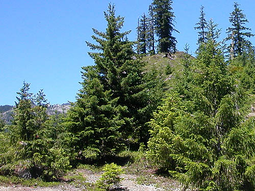 small conifers with accessible foliage, Cooper Pass, Kittitas County, Washington