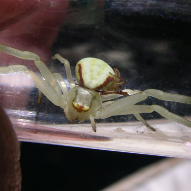 crab spider Misumenops sierrensis attempting to mate with wrong species, Misumena vatia, Cooper Pass, Kittitas County, Washington