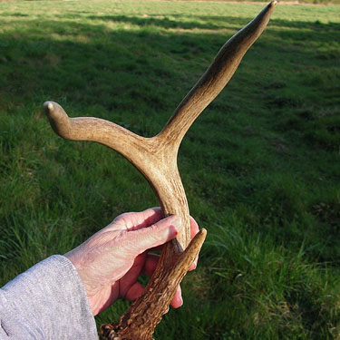 Laurel Ramseyer holds 3-point deer antler, central part of Curry Preserve, Lummi Island, Whatcom County, Washington