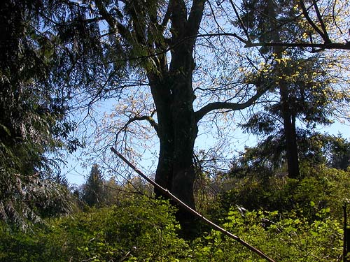 bigleaf maple tree, central part of Curry Preserve, Lummi Island, Whatcom County, Washington