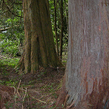 trunks of giant red cedar Thuja plicata trees, Chehalis-Western Trail 5 miles N of Olympia, Washington