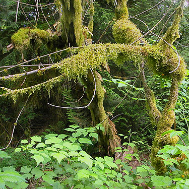 mossy forest along Chehalis-Western Trail 5 miles north of Olympia, Washington