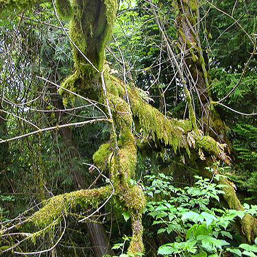 moss on maple beside Chehalis-Western Trail 5 miles north of Olympia, Washington