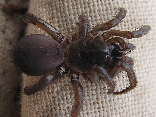 juvenile Antrodiaetus folding-door spider, Owen Beach, Point Defiance Park, Tacoma, Washington