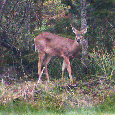 black-tailed deer between Northwest Native Plant Garden and parking lot, Point Defiance Park, Tacoma, Washington