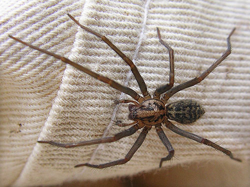 Tegenaria (Eratigena) sp. probably gigantea giant house spider, Owen Beach, Point Defiance Park, Tacoma, Washington