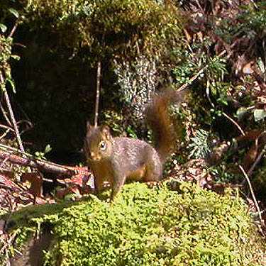 Douglas squirrel on boulder talus