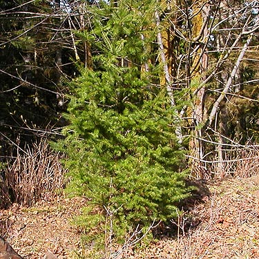 young Douglas-fir tree, E of Waddel Creek Road, Black Hills, Thurston County, Washington