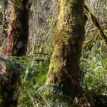 mossy maple trees, Delphi Pioneer Cemetery, Thurston County, Washington
