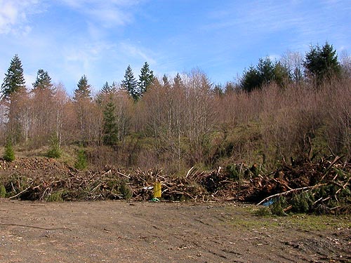 logging slash piled in gravel pit, E of Waddel Creek Road, Black Hills, Thurston County, Washington