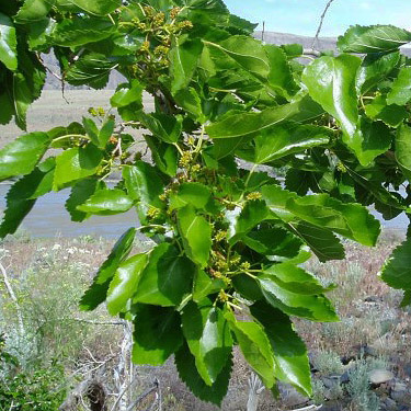non-native mulberry tree Morus alba, Dry Gulch, SE Chelan County, Washington