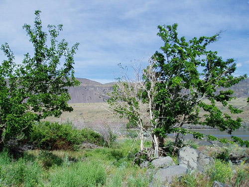 mulberry trees Morus alba, Dry Gulch, SE Chelan County, Washington