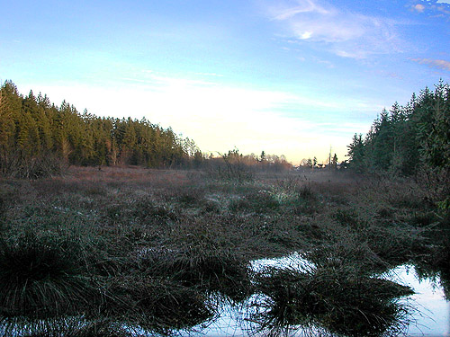 Beaver Marsh in Elger Bay Nature Preserve, Camano Island, Washington