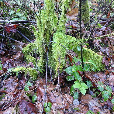 wet moss and wet leaf litter, Elger Nature Preserve & School, Camano Island, Washington