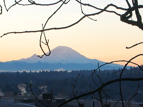 Mount Rainier from spider collector's Seattle apartment building, 14 January 2018