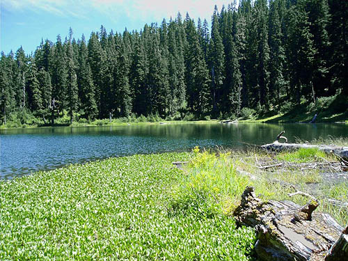 meadow at north end of Evans Lake, King County, Washington