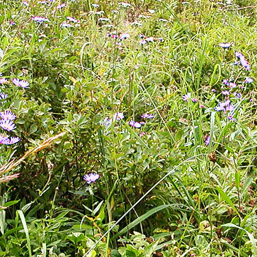 purple daisies in treeline meadow, Evergreen Mountain, Shohomish County, Washington