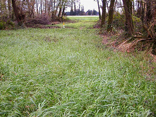 lush riparian meadow by Breckenridge Creek near Nooksack Cemetery, NE of Everson, Whatcom County, Washington