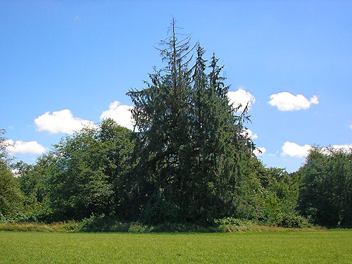 giant Sitka spruce at edge of field, Ferbrache (wildlife) Unit, Moon Slough, Grays Harbor County, Washington