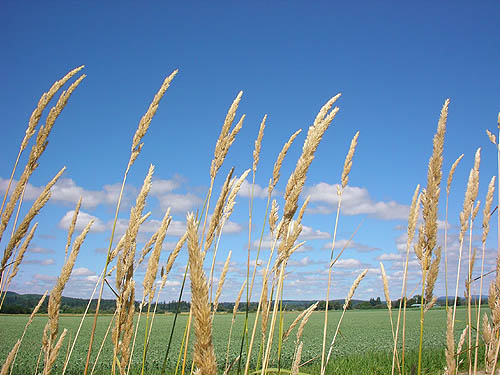 grass seed and blue sky, Ferbrache (wildlife) Unit, Moon Slough, Grays Harbor County, Washington